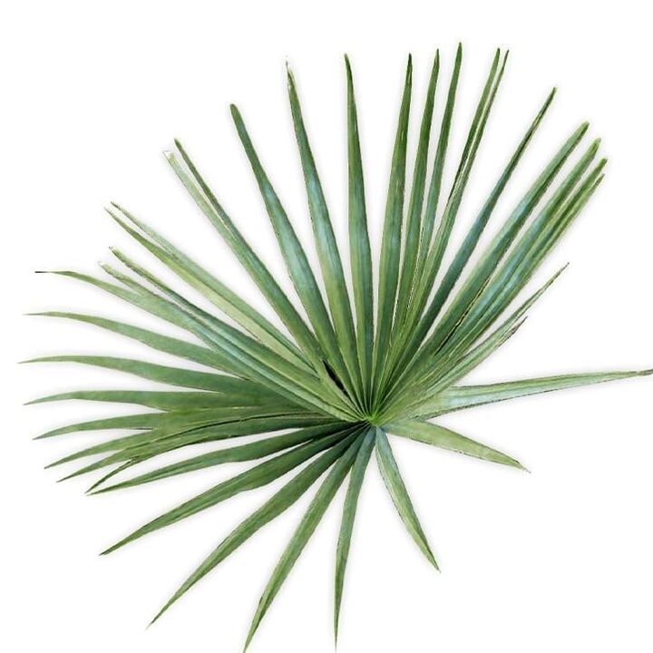 Saw palmetto - composition UltraMax Testo Enhancer